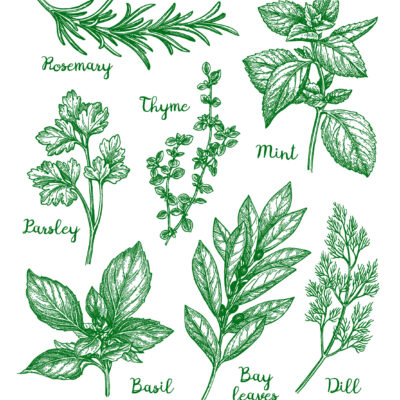 HERBS- EUROSCRUBBY DISHCLOTH