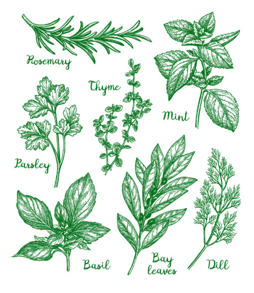 HERBS- EUROSCRUBBY DISHCLOTH